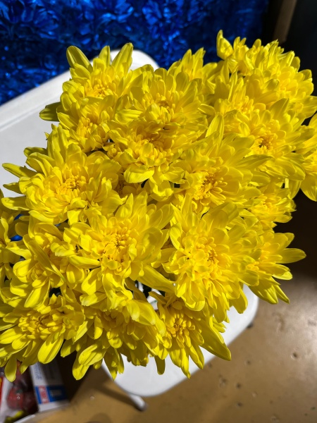 Flower and Roses for sale at the best prices at Micaela's Flowers & Party Supply